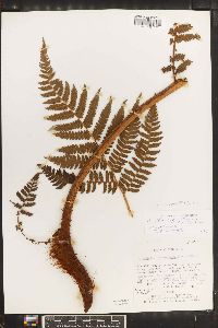 Cyathea suprastrigosa image