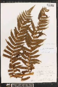 Cyathea suprastrigosa image