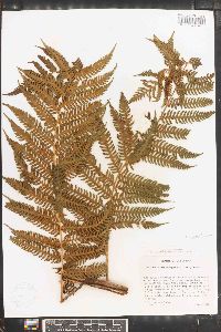 Cyathea suprastrigosa image