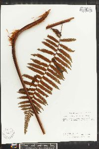 Cyathea tenera image