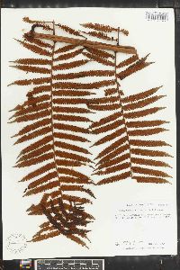 Cyathea tenera image