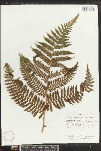 Cyathea tenera image