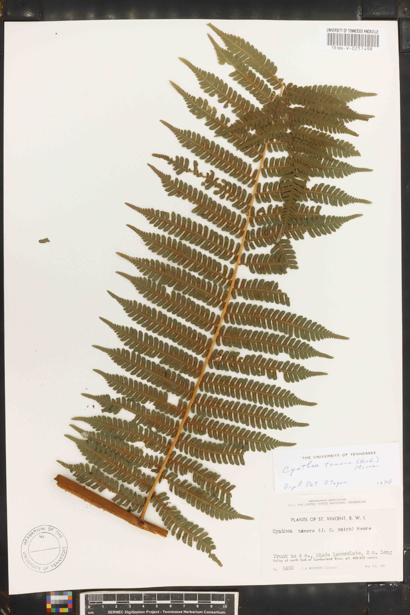 Cyathea tenera image