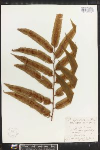 Cyathea moluccana image