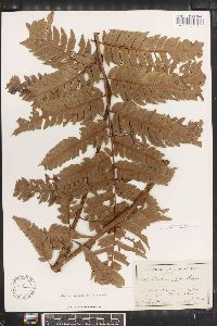 Cyathea procera image