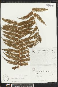 Cyathea spinulosa image