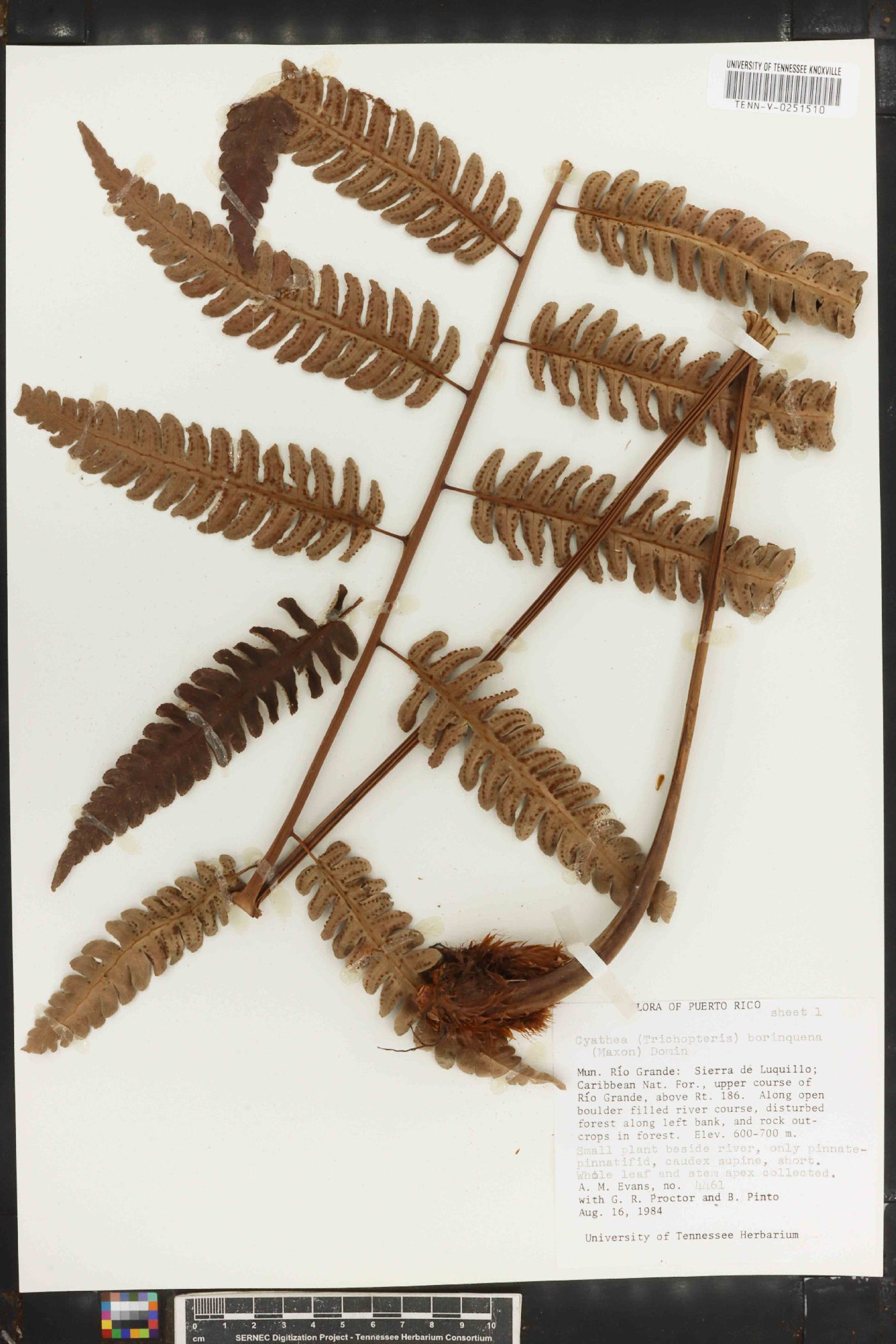 Cyathea borinquena image