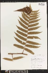 Cyathea borinquena image