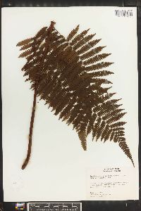 Cyathea microdonta image