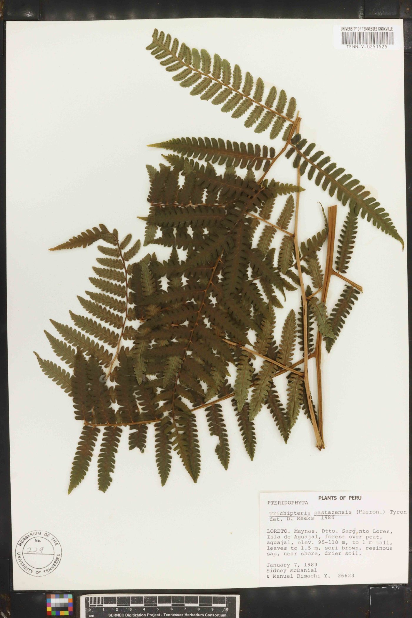 Cyathea pungens image