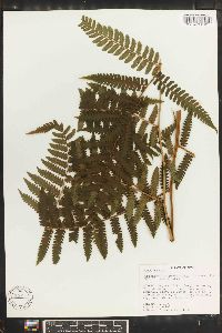 Cyathea pungens image