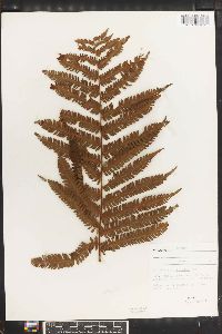 Cyathea acanthomelas image