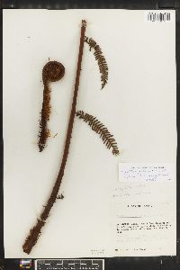 Cyathea pubescens image