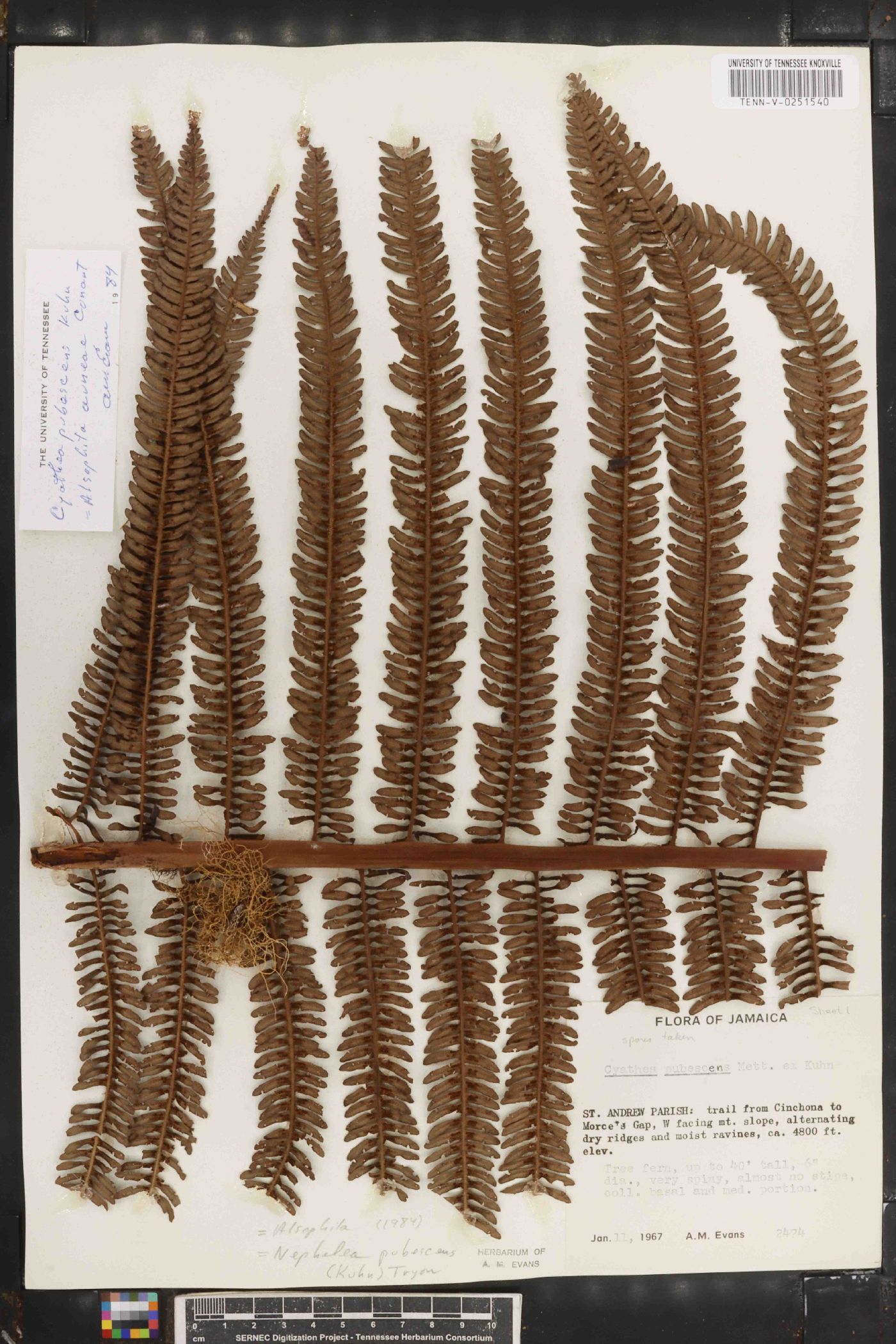 Cyathea pubescens image