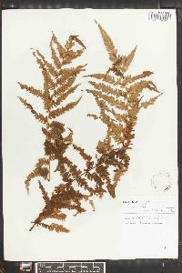 Cyathea fauriei image