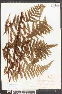 Cyathea hancockii image