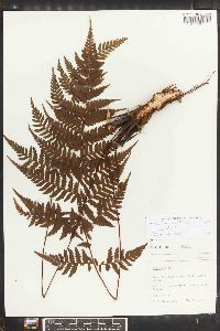 Cyathea metteniana image