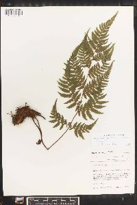 Cyathea metteniana image