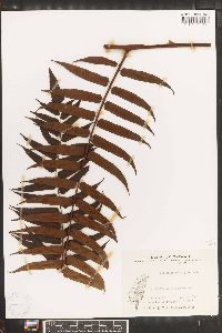 Alsophila podophylla image