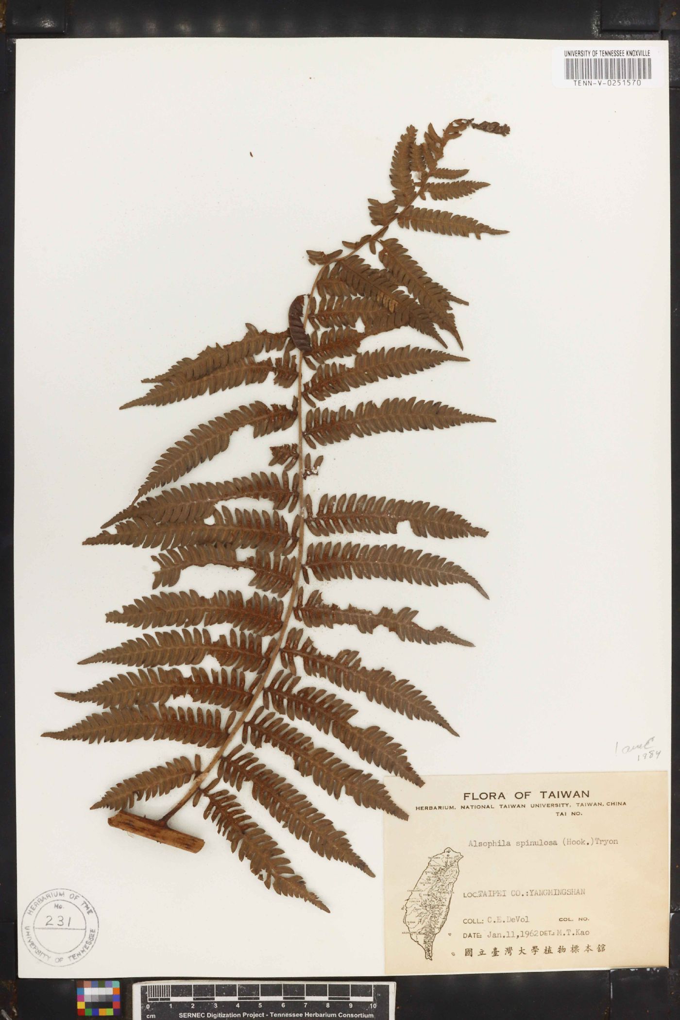 Alsophila spinulosa image