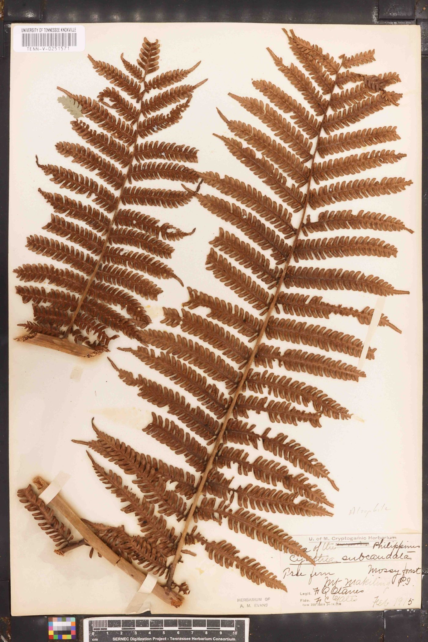 Cyathea auriculata image