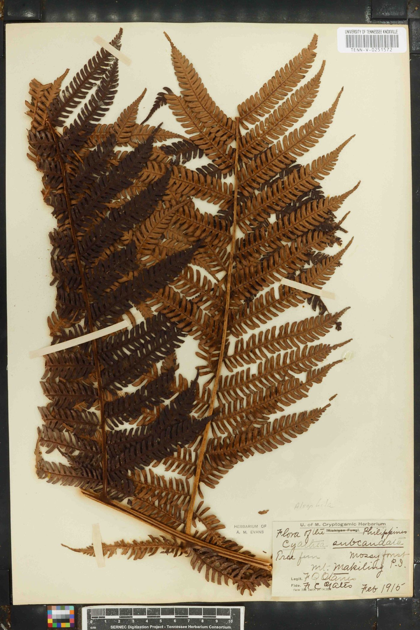 Cyathea auriculata image