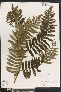 Cyathea procera image