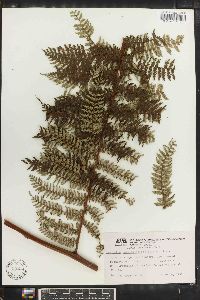 Alsophila polystichoides image