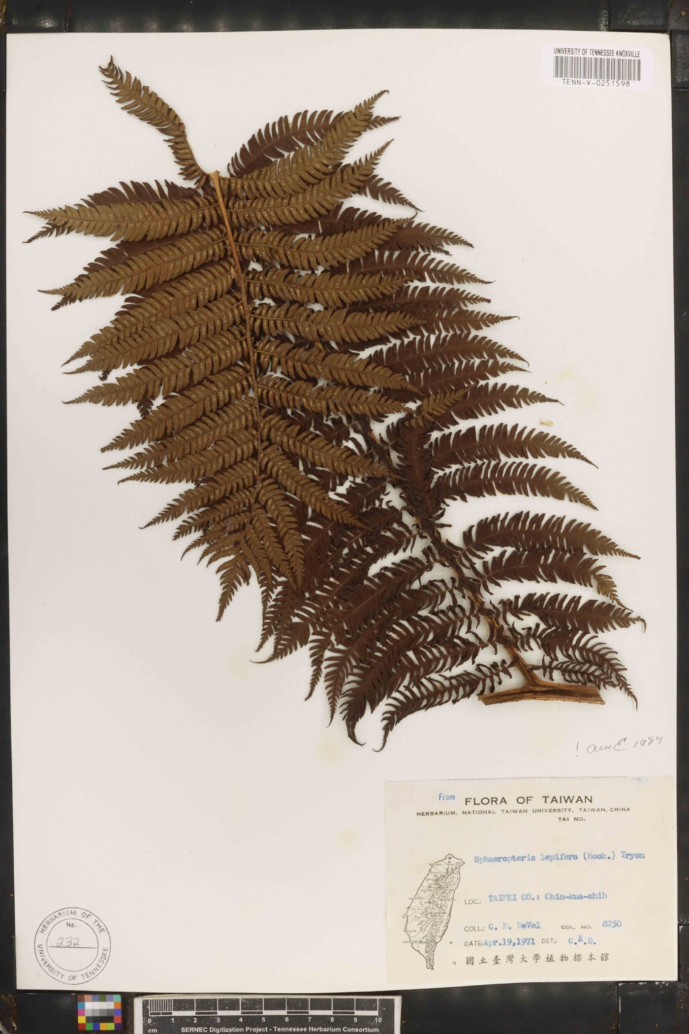 Cyathea lepifera image