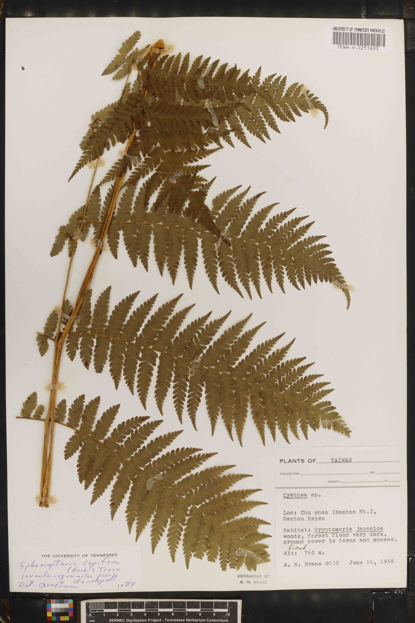 Cyathea lepifera image