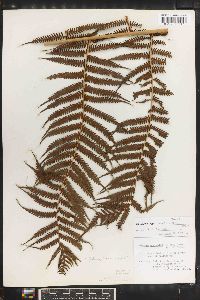 Cyathea australis image