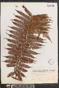 Cyathea novae-caledoniae image