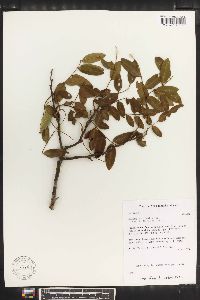 Image of Swartzia acutifolia