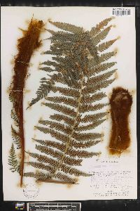 Dicksonia gigantea image