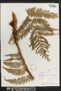 Dicksonia gigantea image