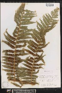 Dicksonia gigantea image