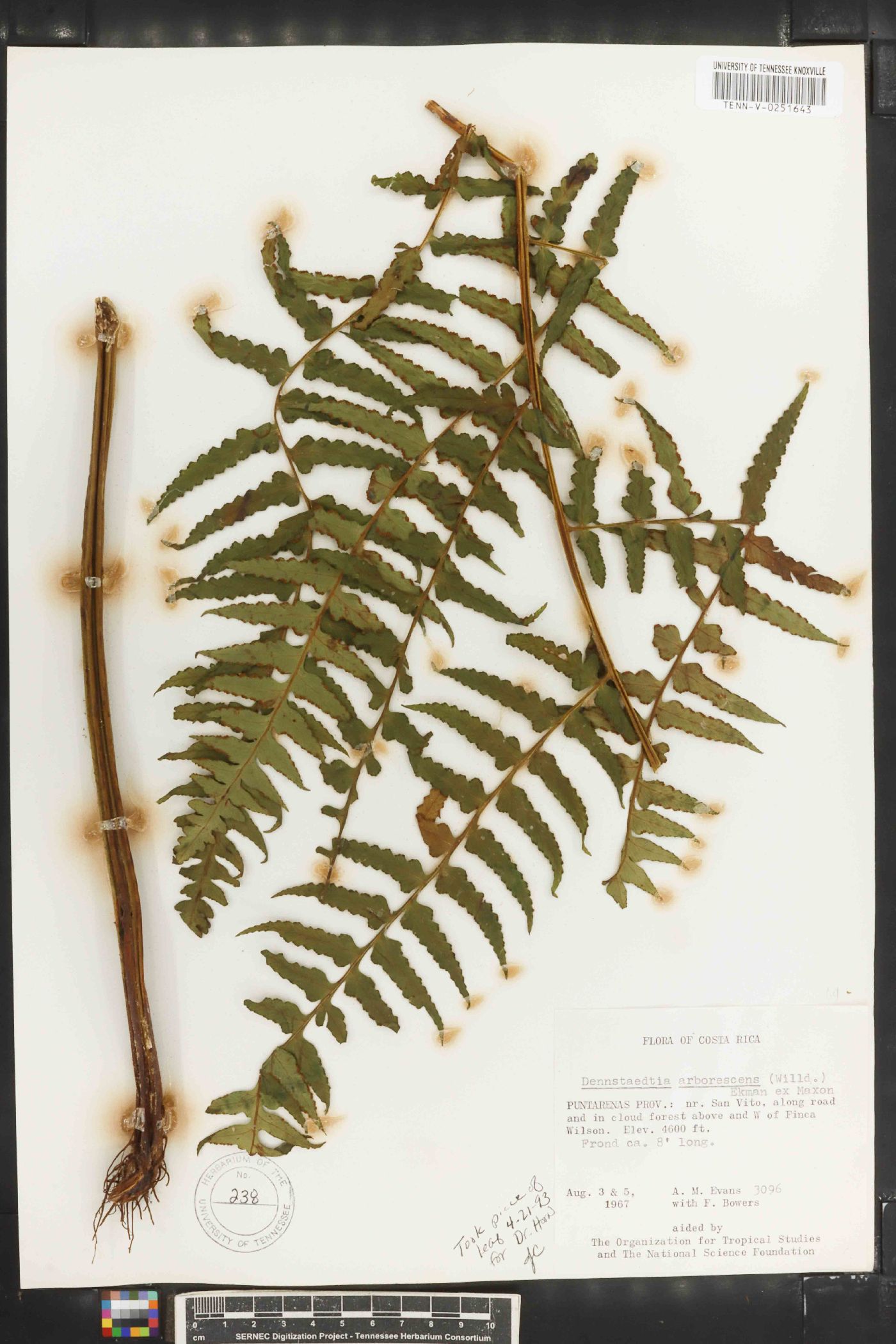 Dennstaedtia arborescens image