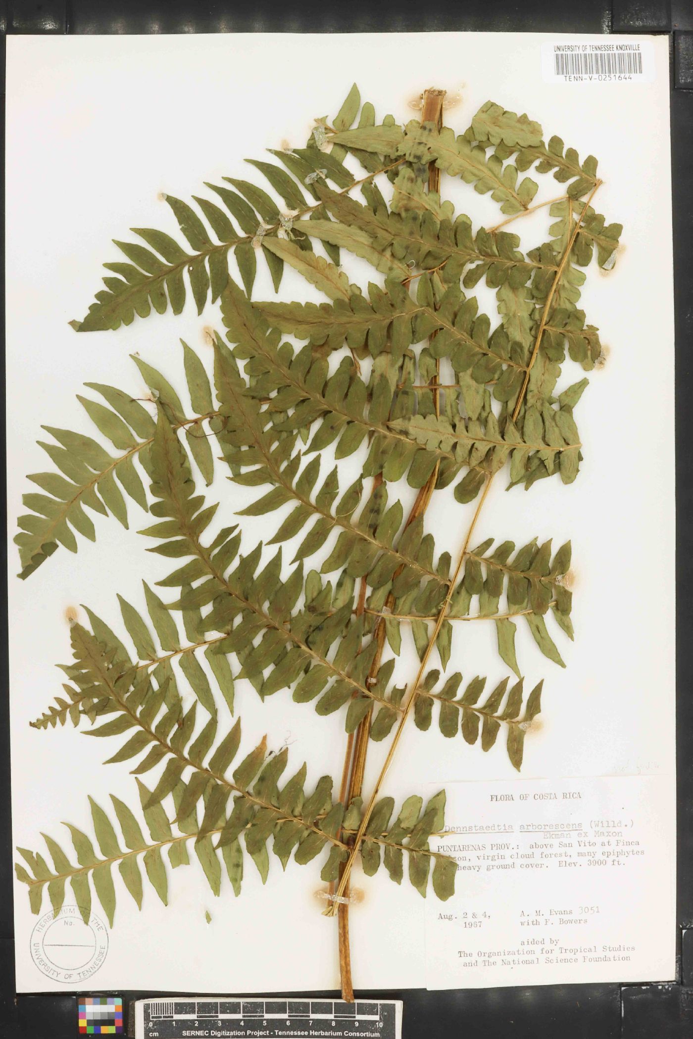 Dennstaedtia arborescens image