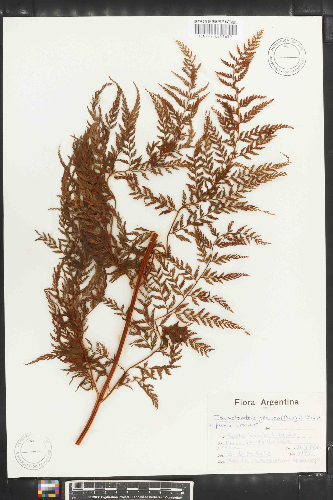 Dennstaedtia glauca image