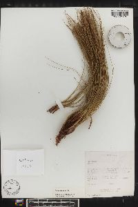 Pinus oaxacana image