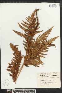 Pteridium aquilinum subsp. feei image