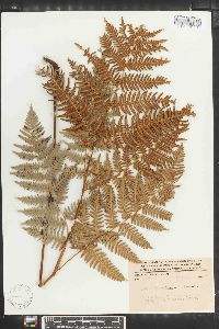 Pteridium aquilinum subsp. feei image