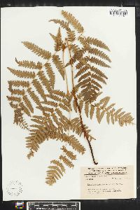 Pteridium aquilinum subsp. feei image