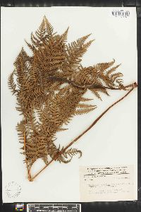 Pteridium aquilinum subsp. feei image