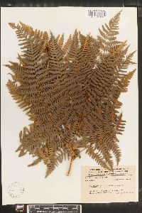 Pteridium aquilinum subsp. feei image