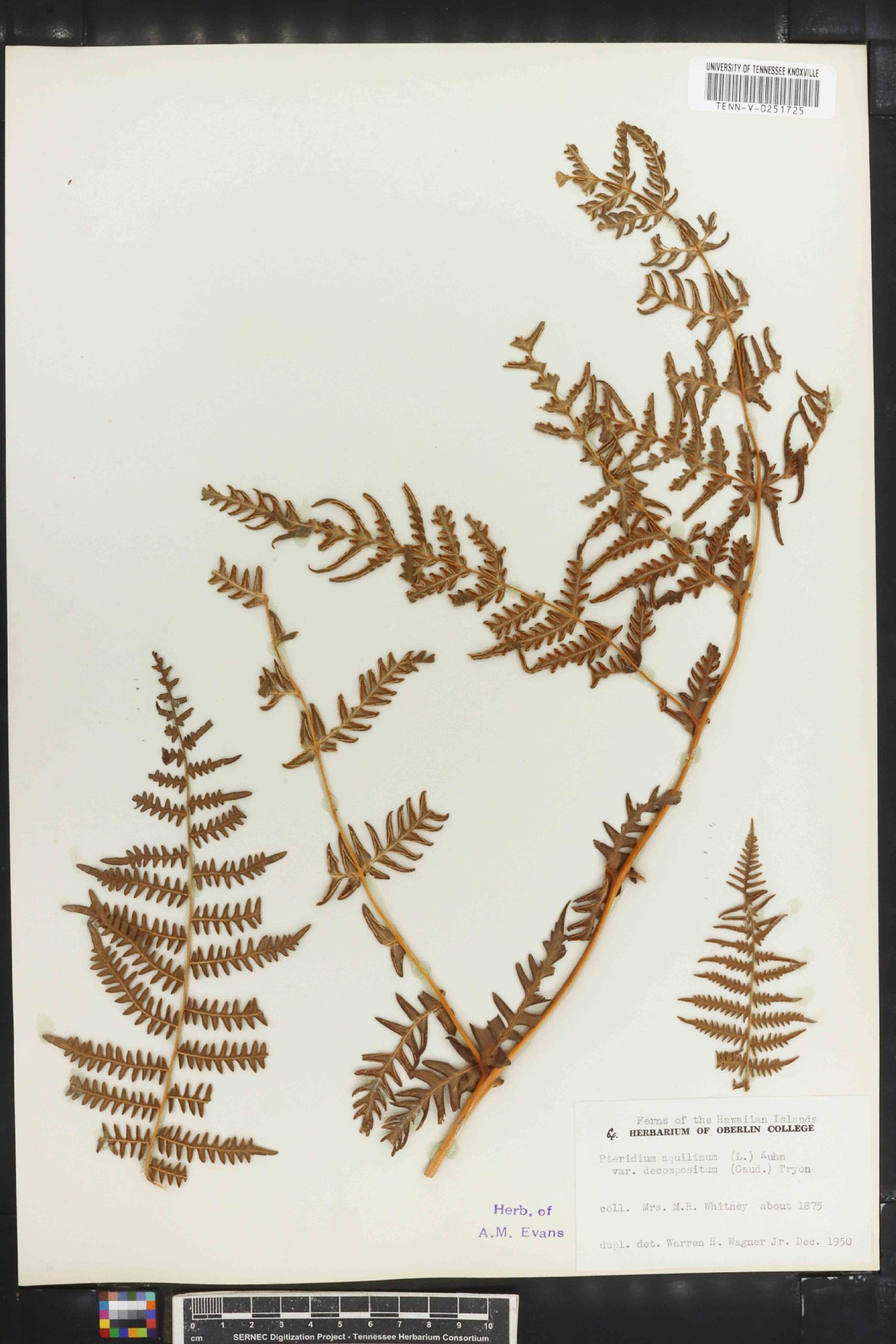 Pteridium aquilinum subsp. decompositum image