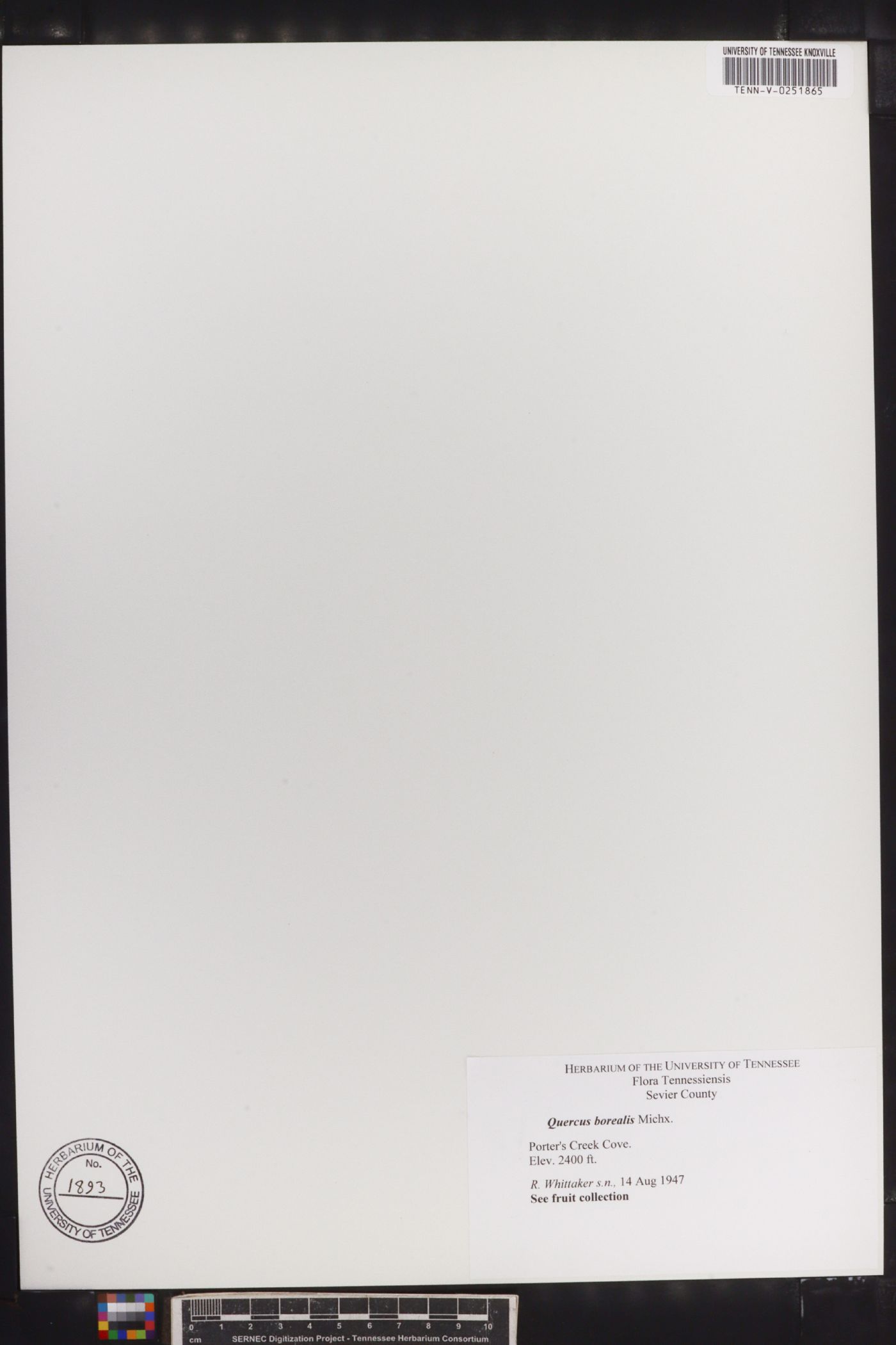 Quercus borealis image