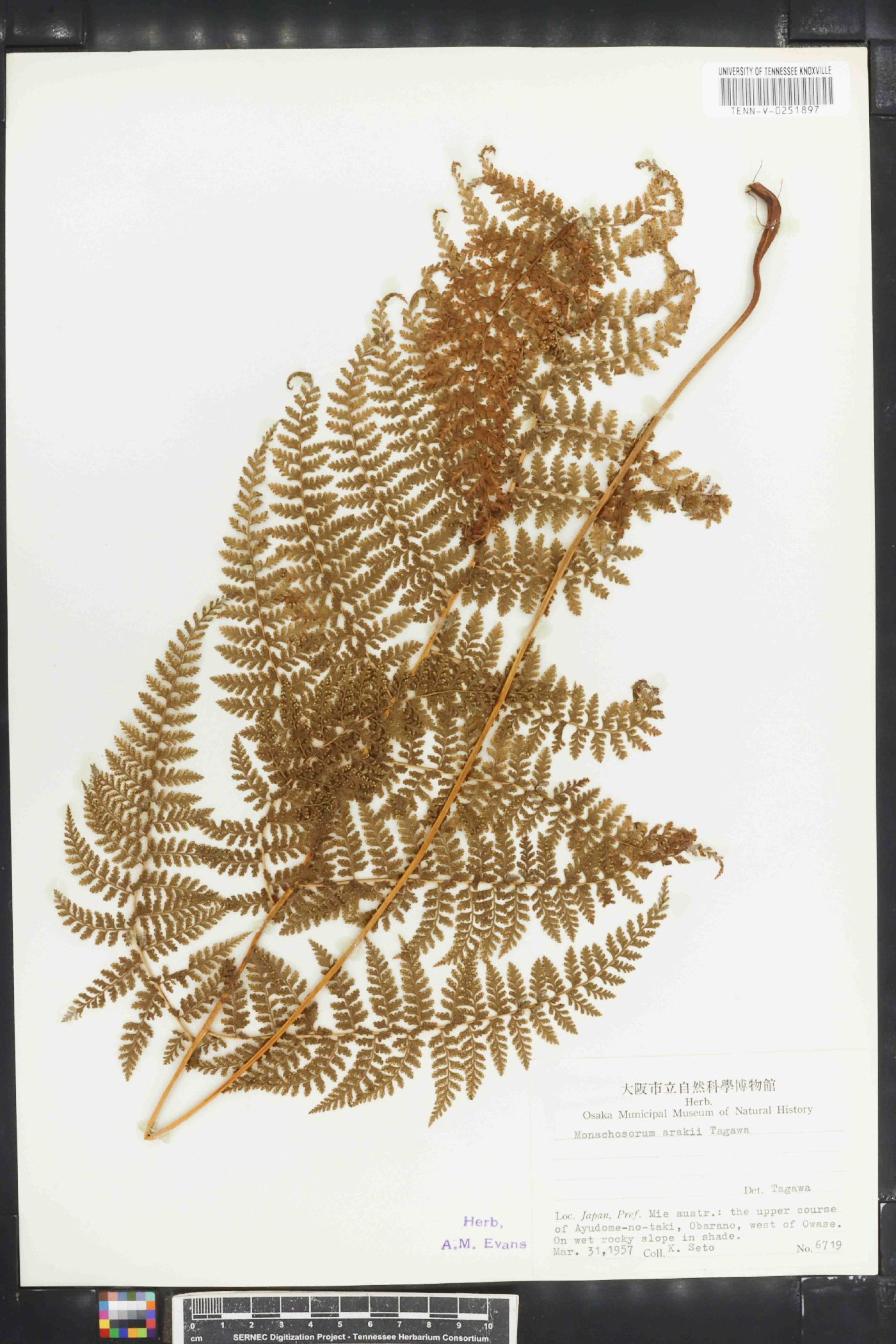 Monachosorum arakii image