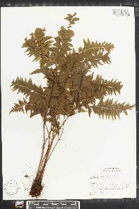 Lindsaea latifrons image