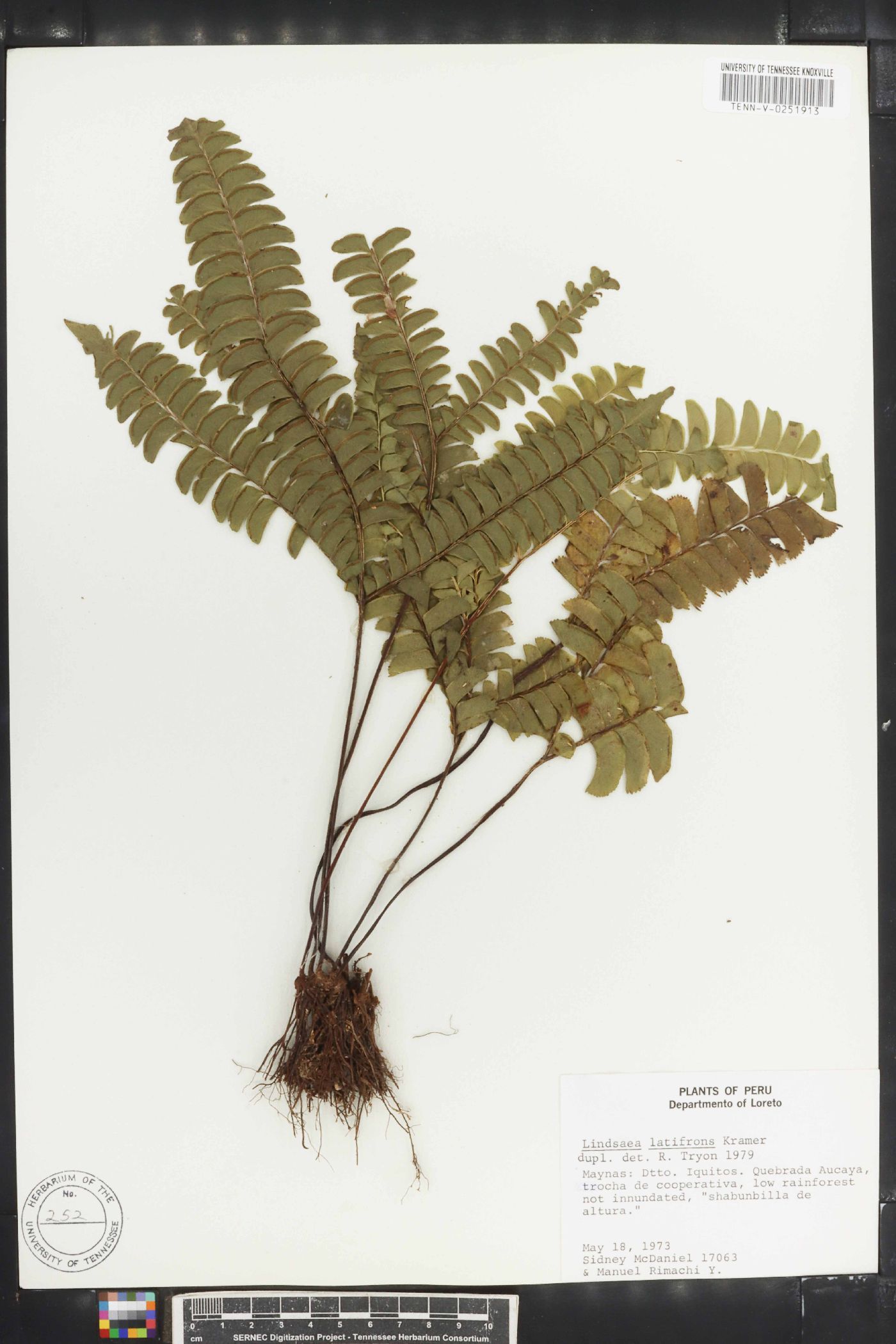 Lindsaea latifrons image